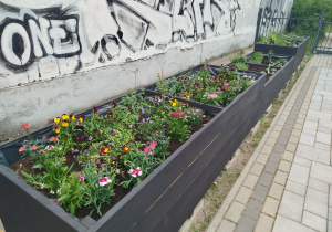 Widoczne rośliny w przygotowanych pojemnikach